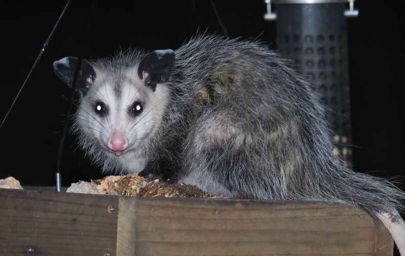 Contact About Opossum Wildlife Removal