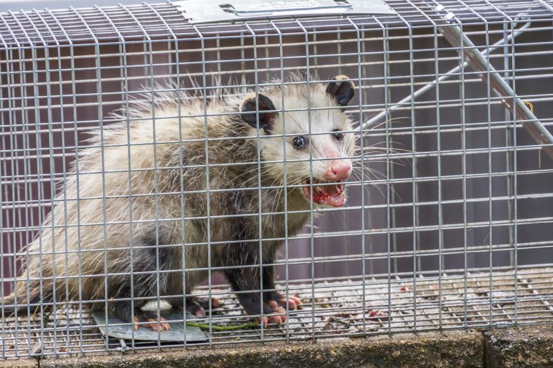How Opossums Turn Crawl Spaces Into Health Hazards