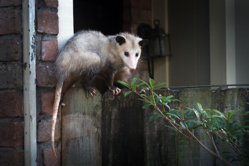 How Opossums Use Gaps In Foundations To Enter Homes