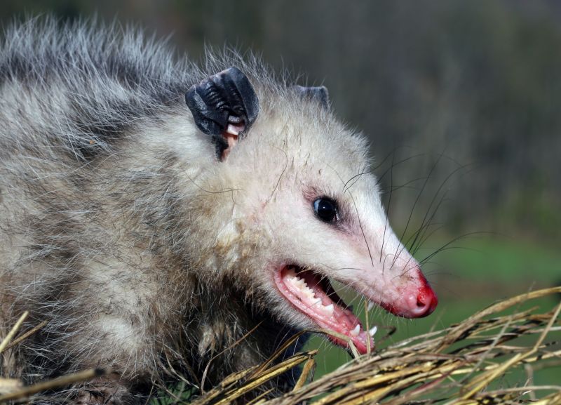 How Opossums Use Gaps In Foundations To Enter Homes
