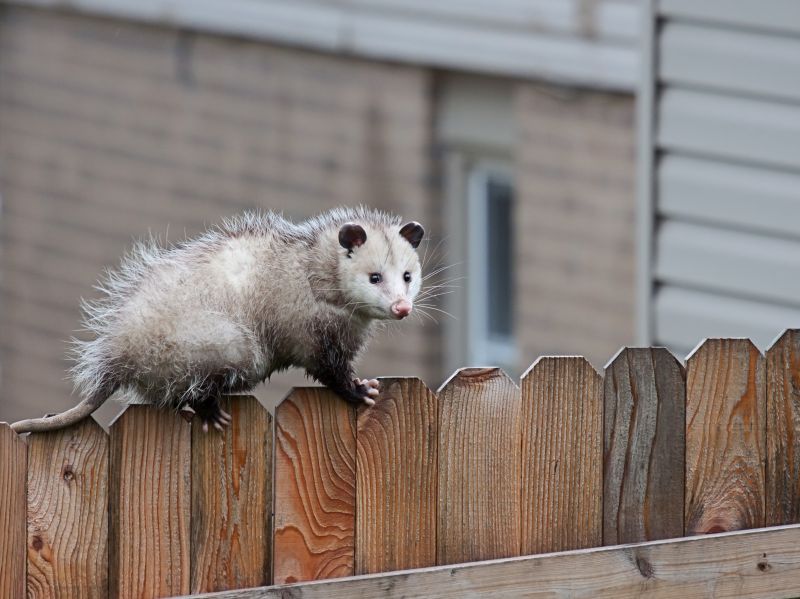 How Opossums Use Gaps In Foundations To Enter Homes