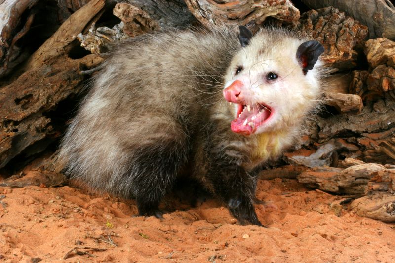 Opossum Wildlife Removal