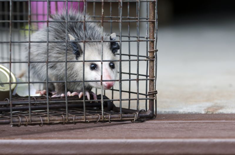 Opossum Wildlife Removal