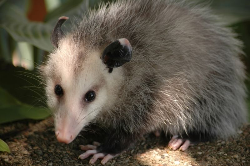 Opossum Wildlife Removal
