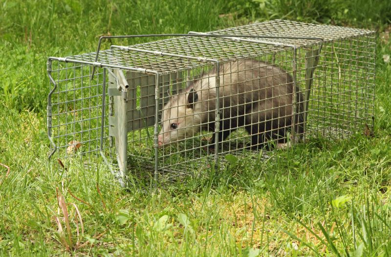 Opossum Wildlife Removal