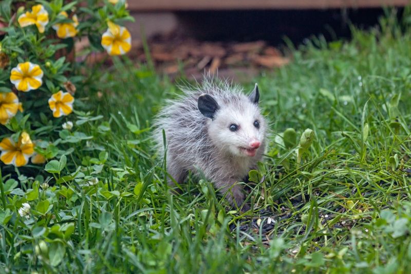 Opossum Nesting Site
