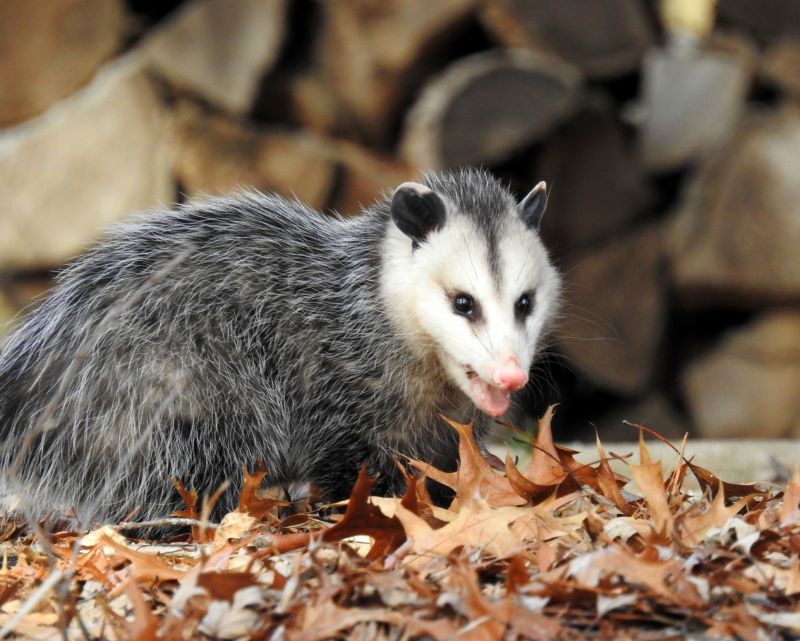 Signs of Opossum Infestation
