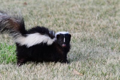 Skunk Extermination